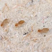 Eine Nahaufnahme dreier Staubläuse, die auf einem Teppich rumkrabbeln.