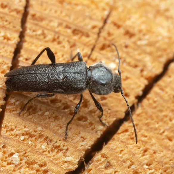 Ein Holzbock ist zu sehen, wie er auf Holz herumkrabbelt