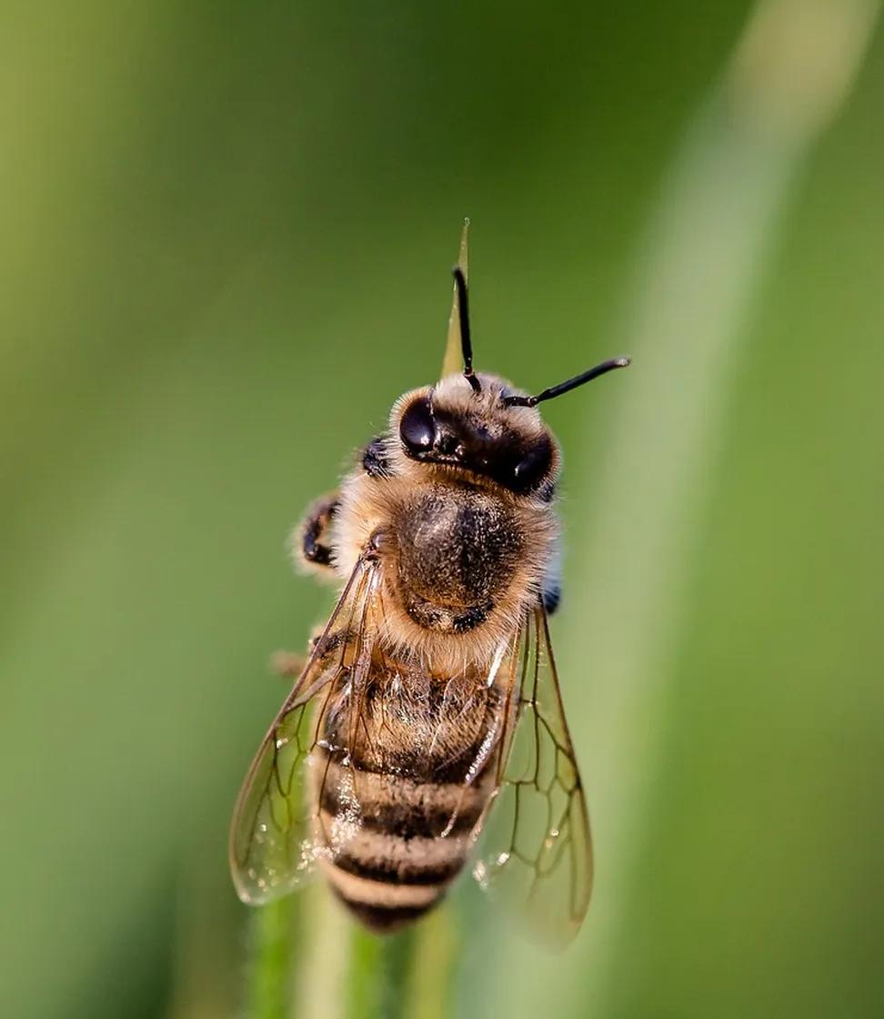 Es ist eine Honigbiene auf einer Pflanze zu sehen.