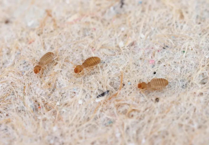 Eine Nahaufnahme dreier Staubläuse, die auf einem Teppich rumkrabbeln.